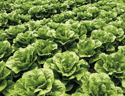 Good Value Agriculture  Spiral Calendar-7047