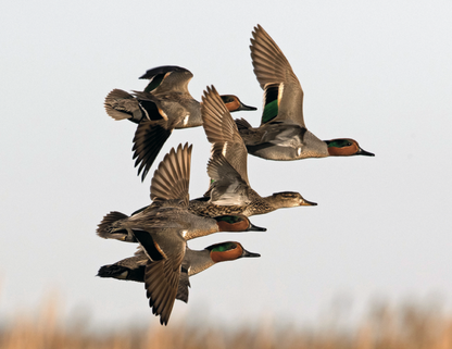 Good Value Waterfowl  Spiral Calendar-7048