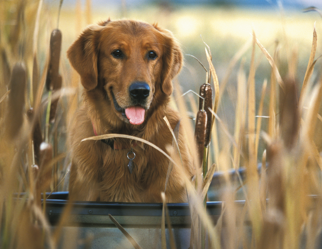 Good Value Sporting Dogs  Spiral Calendar-7090