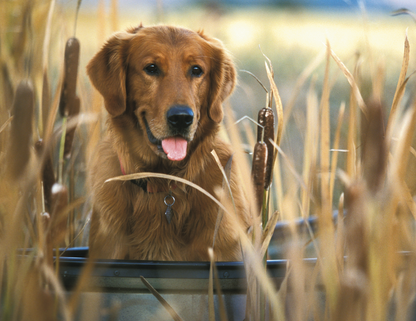 Good Value Sporting Dogs  Spiral Calendar-7090