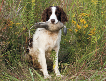 Good Value Sporting Dogs  Spiral Calendar-7090