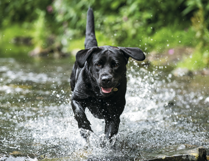 Good Value Sporting Dogs  Spiral Calendar-7090