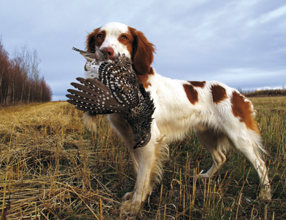 Good Value Sporting Dogs  Spiral Calendar-7090