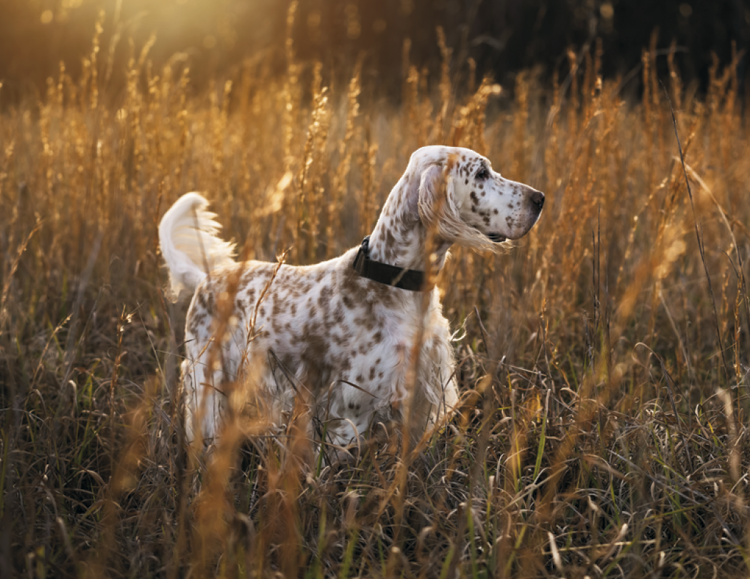 Good Value Sporting Dogs  Spiral Calendar-7090