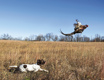 Good Value Sporting Dogs  Spiral Calendar-7090