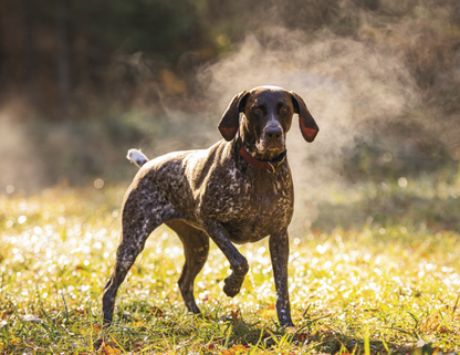 Good Value Sporting Dogs  Spiral Calendar-7090