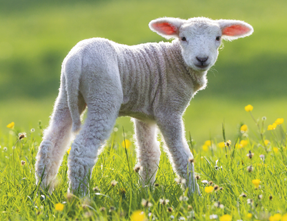 Good Value Baby Farm Animals  Stapled Calendar-7220