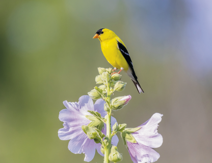 Good Value Birds of North America  Stapled Calendar-7236