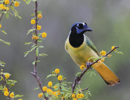 Good Value Birds of North America  Stapled Calendar-7236