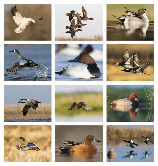 Good Value Waterfowl  Stapled Calendar-7248