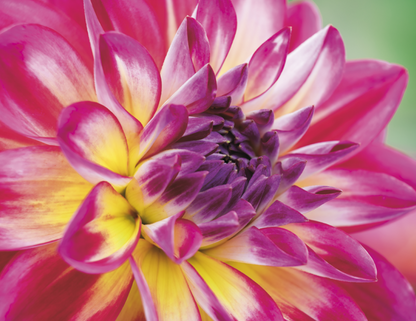 Good Value Flowers  Stapled Calendar-7280