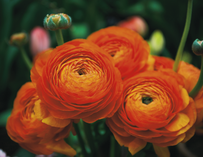 Good Value Flowers  Stapled Calendar-7280