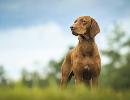 Good Value Sporting Dogs  Stapled Calendar-7290