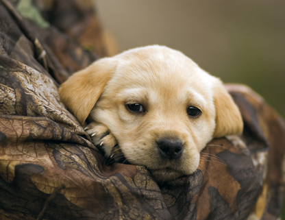 Good Value Sporting Dogs  Stapled Calendar-7290