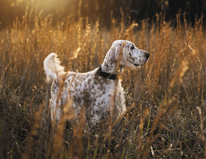 Good Value Sporting Dogs  Stapled Calendar-7290