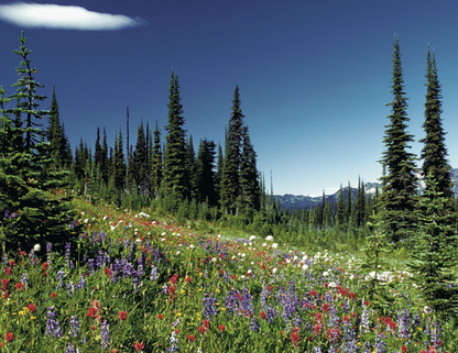 Good Value Canadian National Parks  Stapled Calendar-7313