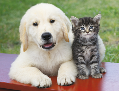 Good Value Puppies  Kittens  Window Calendar-7507
