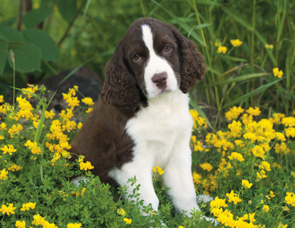 Good Value Puppies  Kittens  Window Calendar-7507