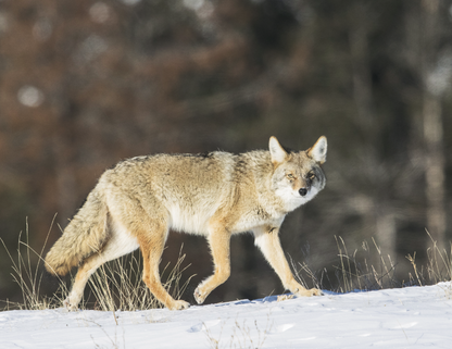 Good Value Wildlife Portraits  Window Calendar-7563