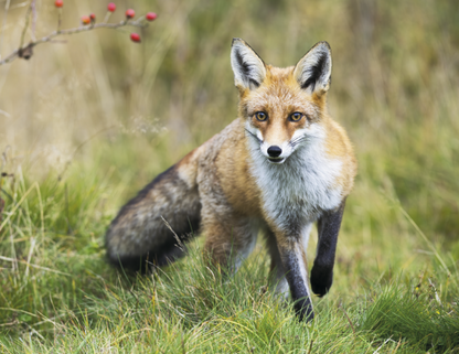 Good Value Wildlife Portraits  Window Calendar-7563