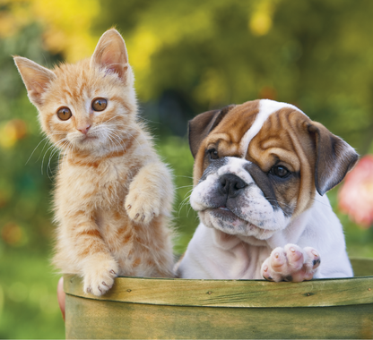 Good Value Puppies  Kittens  Mini Calendar-7708
