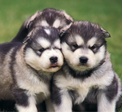 Good Value Puppies  Kittens  Mini Calendar-7708