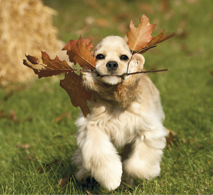 Good Value Puppies  Kittens  Mini Calendar-7708
