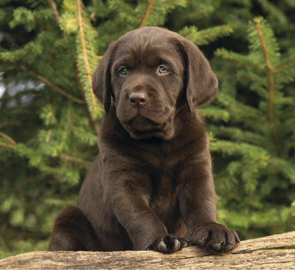 Good Value Puppies  Kittens  Mini Calendar-7708