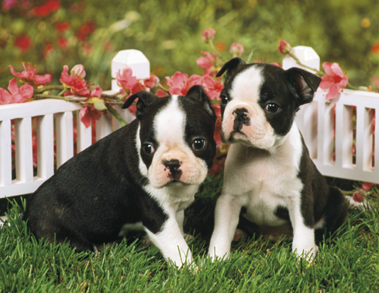 HotLine Products Four Paws Appointment Calendar  Stapled-810