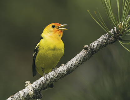 HotLine Products Songbirds Appointment Calendar  Stapled-875