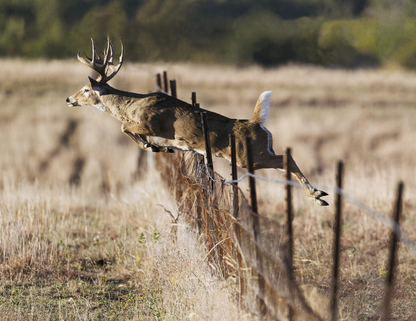 HotLine Products Trophy Whitetail Deer Appointment Calendar  Stapled-896